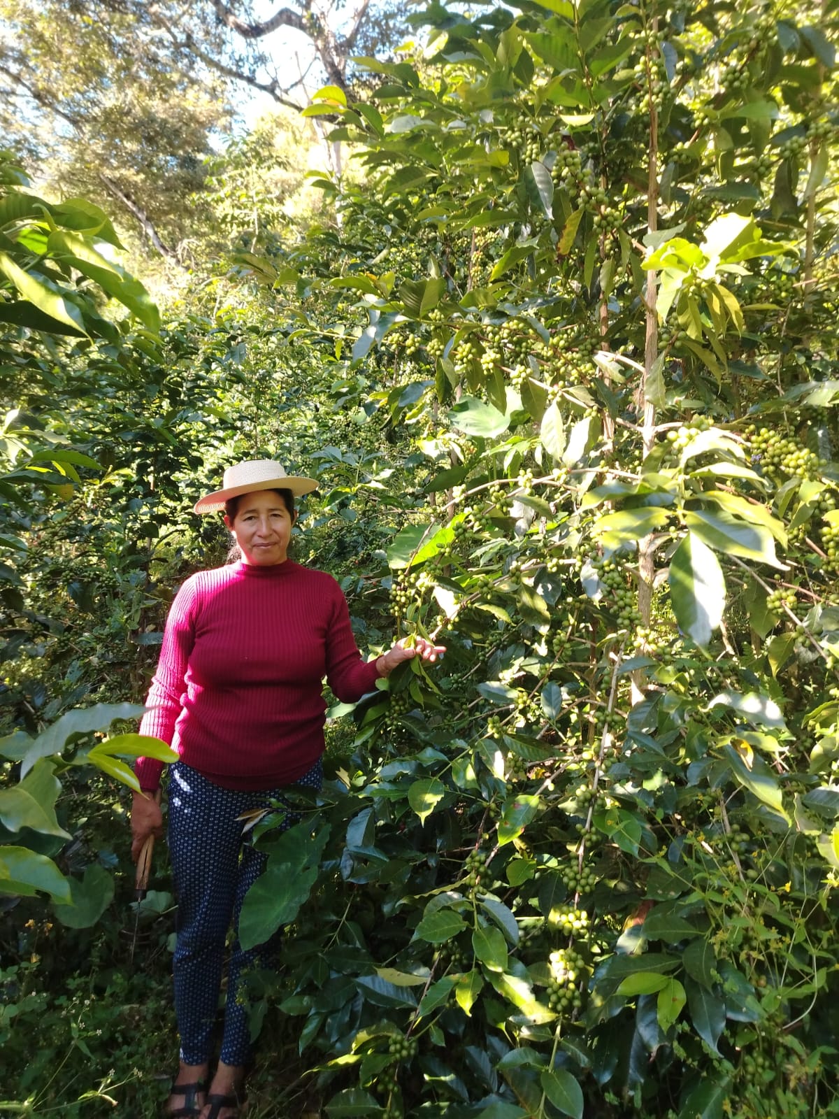 
                  
                    Cusco, Peru | Organic Microlot | Evelina Pereyra de Carrion
                  
                
