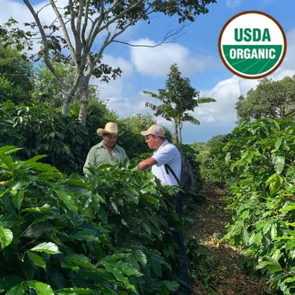 
                  
                    Honduras | Copán | Organic SHG EP
                  
                