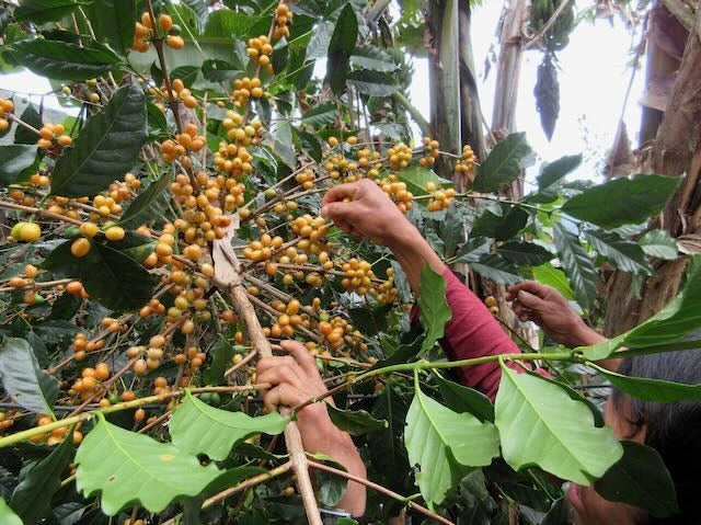 
                  
                    Cusco, Peru | Single Origin | Lares Community
                  
                