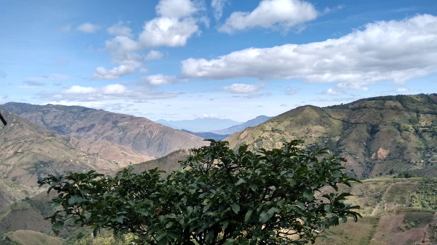 
                  
                    Colombia | Nariño | Single Origin | Los Alpes
                  
                